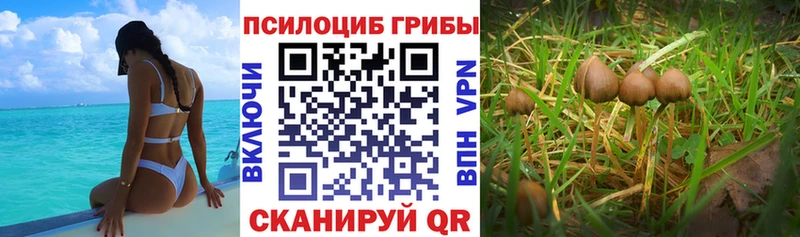 продажа наркотиков  ссылка на мегу ONION  Псилоцибиновые грибы мицелий  Краснозаводск 